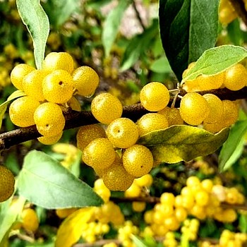 HLOČINA OKOLIČNATÁ ´AMBER´ kont. 2L