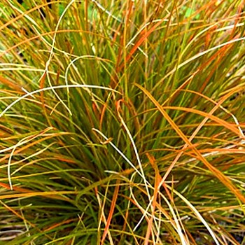 OSTŘICE ´PRAIRE FIRE´ kont. 2L