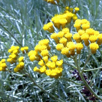 HELICHRYSUM ITALICUM ´ALADIN´ - Smil italský - KARI
