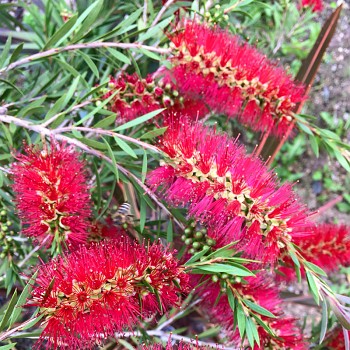 ŠTĚTKOVEC - CALLISTEMON RIGIDUS kont. 2L