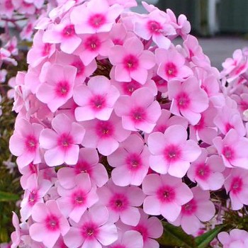 PHLOX ´BRIGHT EYES´