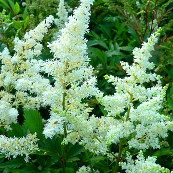 ČECHRAVA ´BRAUTSCHLEIER´