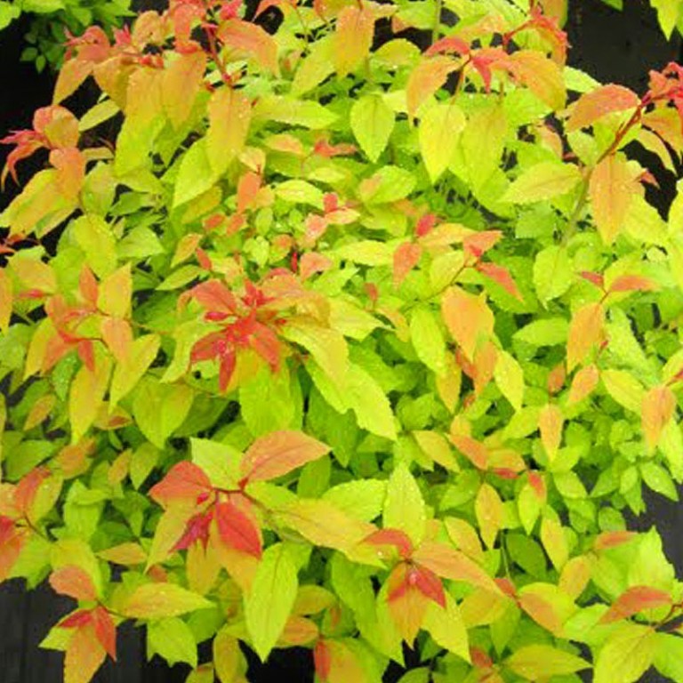 Tavolnik Goldflame (zbarvení listů, Goldflame poměrně, Spiraea japonica) Tavolnik Goldflame