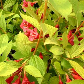 VAJGÉLIE ´AUREA´