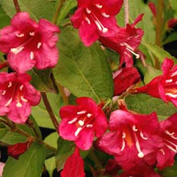 VAJGÉLIE ´RED PRINCE´  kont. 1L