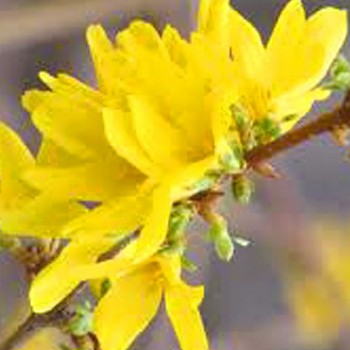 ZLATICE ´LYNWOOD GOLD´
