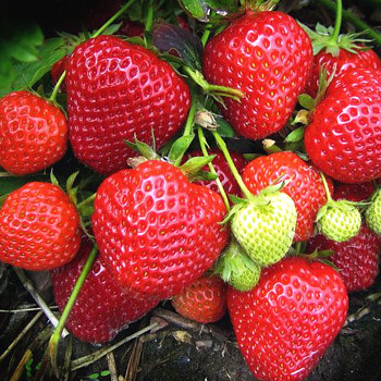 JAHODNÍK ´ELSANTA´ - 10pack