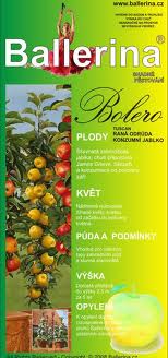 SLOUPOVÁ JABLOŇ BOLERO v kont. 4L