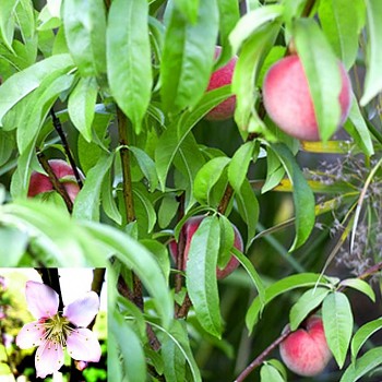 BALKONOVÁ BROSKVOŇ - keřová kont. 4L