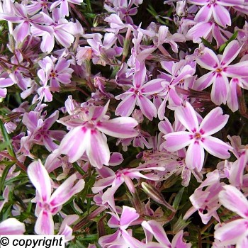 PLAMENKA ŠÍDLOLISTÁ ´CANDY STRIPES´