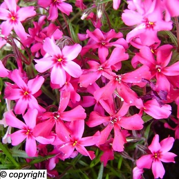 PLAMENKA ŠÍDLOLISTÁ ´SCARLET FLAME RED ´