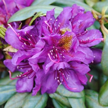 RHODODENDRON XXXL´MARCEL MENARD´ 10L