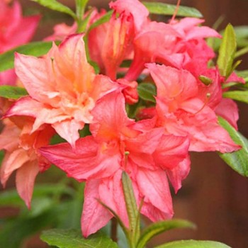 AZALKA XXL ´ROSENKOPFCHEN´