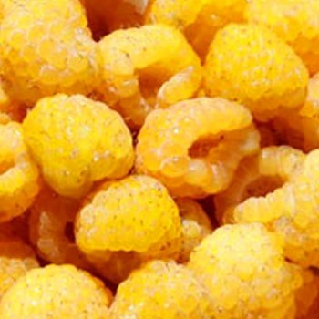 MALINÍK ´FALLGOLD´ - STÁLEPLODÍCÍ kont. 1L