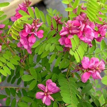 MODŘIL - INDIGOFERA HETERANTHA ko 3L