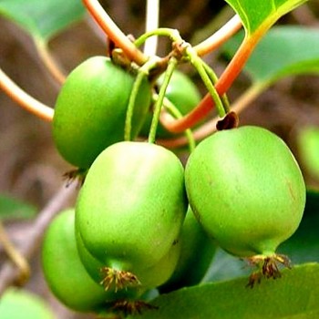 KIWI SAMOSPRAŠNÉ ´WEIKI´-SAMOSPRAŠNÉ kont. 2L