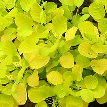 RUJ VLASATÁ ZLATÁ - ´GOLDEN SPIRIT´®  kont. 2,5L