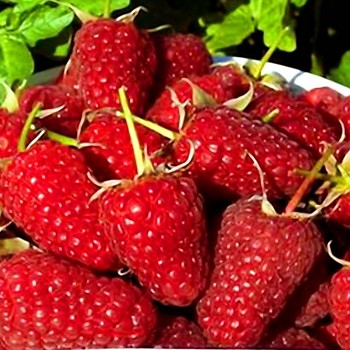 MALINÍK ´OTTAWA´ XL remontantní v kont. 2L