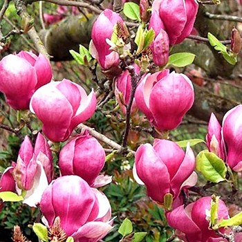 MAGNÓLIE ´LENNEI´ kont. 5L