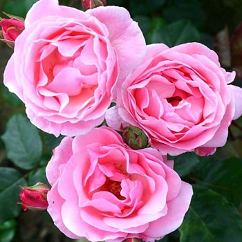 RŮŽE ´QUEEN ELISABET´ kont. 3L