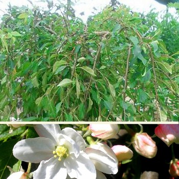 OKRASNÁ JABLOŇ PŘEVISLÁ ´FONTANA´ kmínek  100cm kont. 7,5L