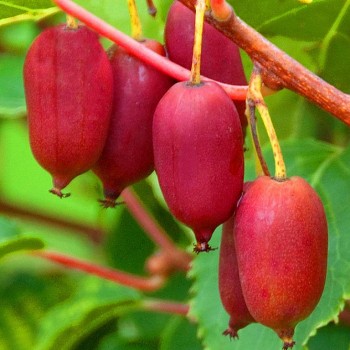 KIWI ´RED JUMBO´ - SAMICE 