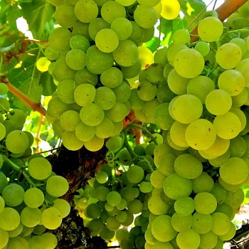 RÉVA BÍLÁ ´LAKEMONT´ - Bezsemenná v kontejneru 2litry