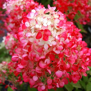 HORTENZIE ´DIAMANT  ROUGE´ kont. P9