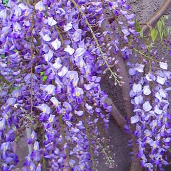 VISTÁRIE KVĚTNATÁ ´DOMINO´ kont. 2L