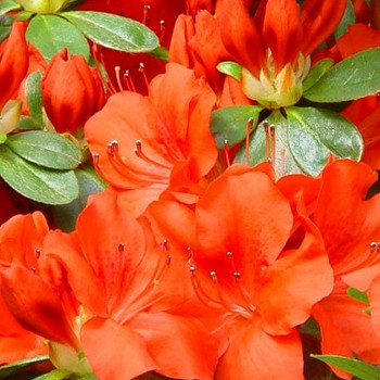 JAPONSKÁ AZALKA XXL ´GEISHA ORANGE´  ko 2L