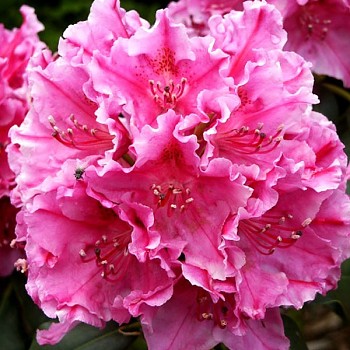 RHODODENDRON XXL ´CLAUDINE´ kont. 2L