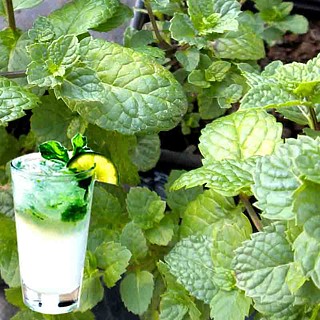 MÁTA ´HEMINGWAY MOJITO´