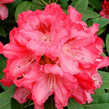 RHODODENDRON XXL ´SNEEZY´ - zakrslý kont. 2L