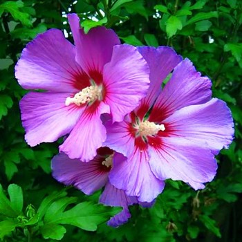 IBIŠEK SYRSKÝ ´RUSSIAN VIOLET´ kont. 4L