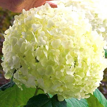 HORTENZIE ´ANNABELLE´ kont. 2L