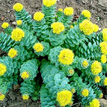 ROZCHODNICE RŮŽOVÁ (Rhodiola Rosea) 