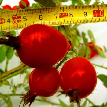 RŮŽE DUŽNOPLODÁ ´KARPATIA´ (Rosa villosa ´Karpatia´)