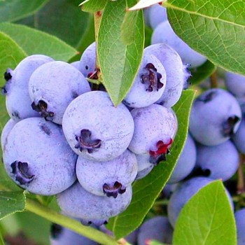 / ČTYŘLETÁ/ KANADSKÁ BORŮVKA ´DIXI´ 