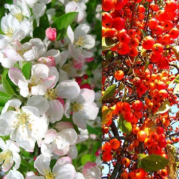 OKRASNÁ JABLOŇ ´GOLDEN HORNET´ výška kmínku 120cm kont. 7,5L