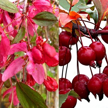 OKRASNÁ JABLOŇ ´ROYAL BEAUTY´ kmínek 100 cm kont. 7,5L