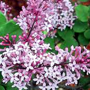 KEŘOVÝ ŠEŘÍK ´JOSÉE´ kont. 2L