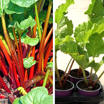 REBARBORA KADEŘAVÁ