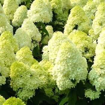 HORTENZIE ´LIMELIGHT´® kont 2L