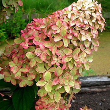 HORTENZIE ´MAGICAL CANDLE´ kont. 3L