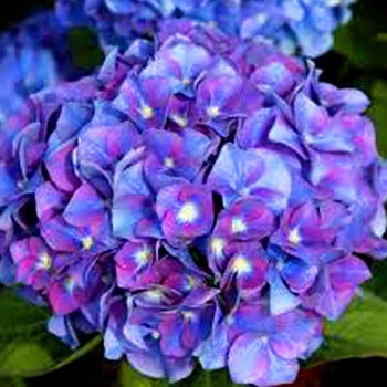 HORTENZIE ´BLAUMEISE´ kont. P9