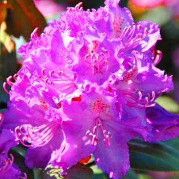 RHODODENDRON ´ALFRED´