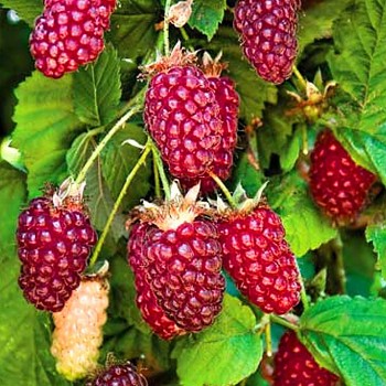 MALINOOSTRUŽINA ´TAYBERRY BUCKINGHAM´ XXL kont. 2L