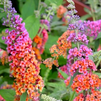 KOMULE DAVIDOVA ´FLOWER POWER®´  kont. 2,5L