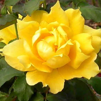 RŮŽE PNOUCÍ ´GOLDEN SHOWER´ kont. 4L