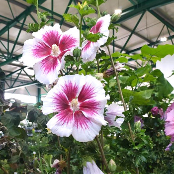 IBIŠEK SYRSKÝ ´RED HEART´ kont. 2,5L